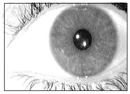 Image for - Hardware Approach of ANN Based Iris Recognition for Real-time Biometric Identification