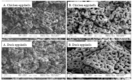 Image for - Utilization of Waste Eggshells as Humidity Adsorbent