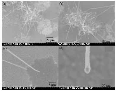 Image for - Growth and Characterisation of ZnSe Semiconductor Nanowires