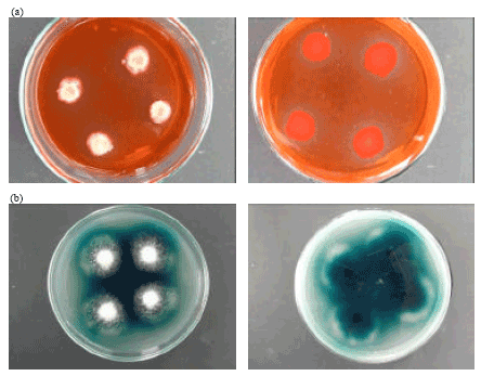 Image for - Tropical Soil Fungi Producing Cellulase and Related Enzymes in Biodegradation
