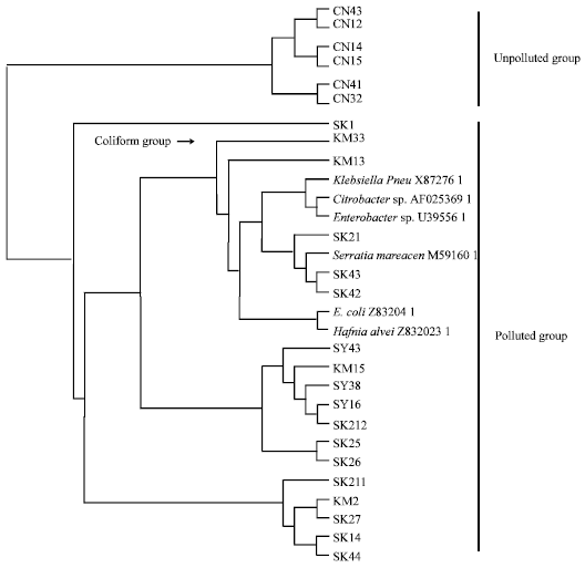 Image for - Metagenomic Analysis of 16S rRNA Sequences from Selected Rivers in Johor Malaysia