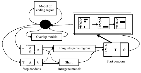 Image for - Gene Finding Using Hidden Markov Model