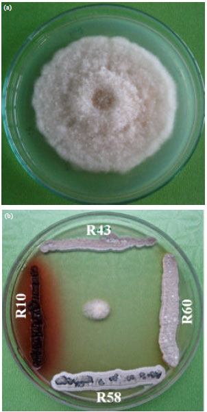 Image for - Efficiency of Actinomycetes Against Phytopathogenic Fungus of Chilli Anthracnose