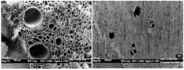 Image for - Study on Dimensional Stability Properties of Laminated Veneer Lumber from Oil Palm Trunk Bonded with Different Cold Set Adhesives