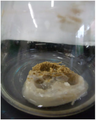 Image for - Lipase Production from Palm Oil Mill Effluent by Aspergillus terreus Immobilized  on Luffa Sponge