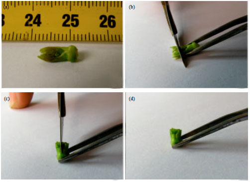Image for - Micropropagation of Dwarf Tree Peony from Lateral Buds