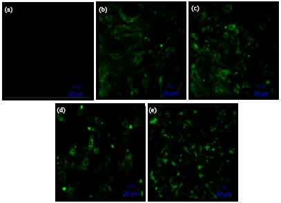 Image for - Identification of Transfection Efficiency Using Qualitative and Quantitative Analyses of Green Fluorescent Protein in CHO Cells