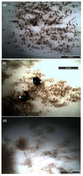 Image for - Temperature and pH Effect on the Aerobic Granules Developed in Palm Oil Mill Effluent