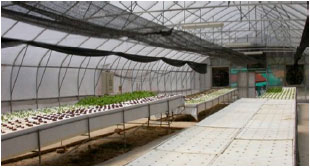 Image for - Investigation of Climate Control Techniques for Tropical Lowland Greenhouses in Malaysia