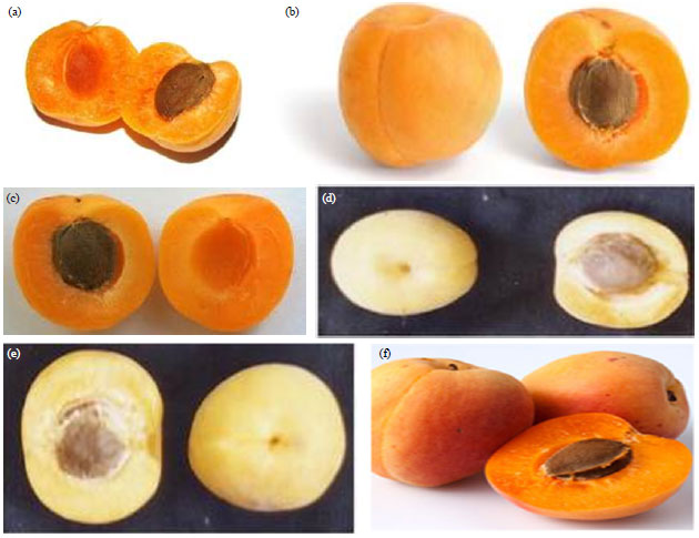Image for - Selection of Some Seedling Apricot Strains at Al-Amar Region