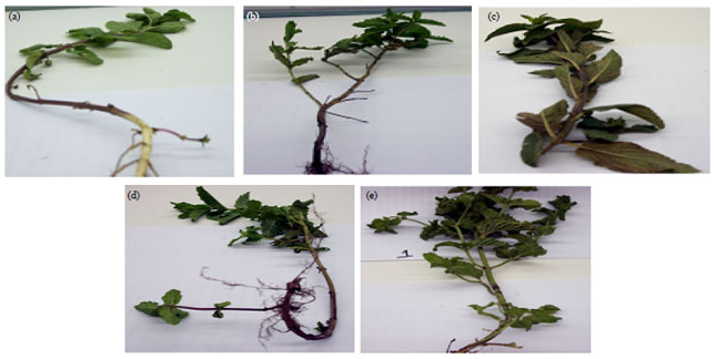 Image for - Comparative Study for Some Mentha Species and Varieties under Sandy  Soil Conditions