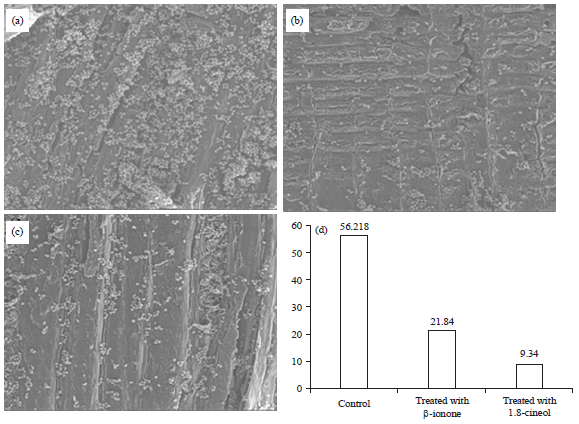 Image for - Evaluation of Hydrophobic-hydrophilic Properties and Anti-adhesive Potential of the Treated Cedar Wood by Two Essential Oil Components Against Bioadhesion of Penicillium expansum Spores