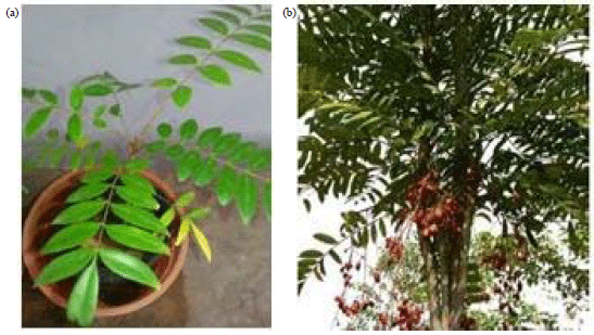 Image for - Chemical Composition of Eurycoma longifolia (Tongkat Ali) and the Quality Control of its Herbal Medicinal Products
