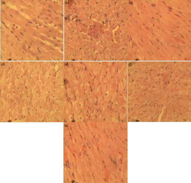 Image for - Treatment with Methanol Extract of Ficus capensis Stem Bark Protects Against Changes in Biomarker Levels of Carbontetrachloride-induced Cardiotoxicity of Rats