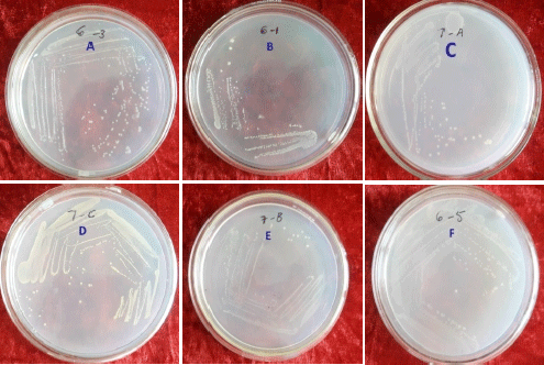 Image for - Isolation and Characterization of Pathogenic Bacteria from Kundu River Water of Nandyal, Kurnool, Andhra Pradesh, India