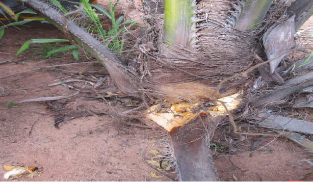 Image for - Integrated Pest Management of Rhynchophorus phoenicis in Okomu Oil Palm Plantation, Uhiere, Nigeria