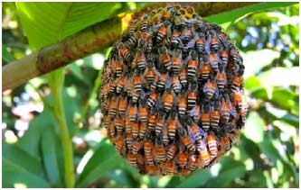 Image for - How Serious Is the Threat of Diseases and Pests to the Red Dwarf Honey Bee (Apis florea F.)?