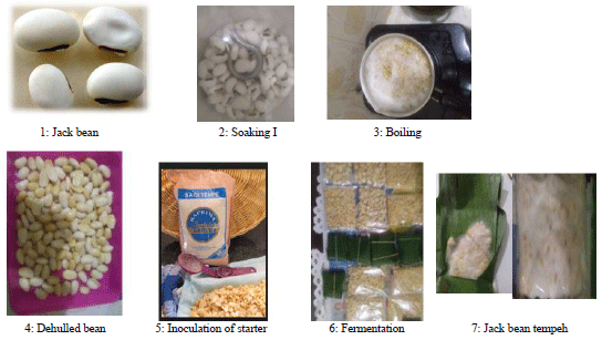 Image for - Valorization of Jack Bean as Raw Material for Indonesian Traditional Food Tempeh and Its Functional Properties