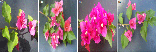 Image for - Bougainvillea Bract, Chlorophyll Fluorescence, Anthocyanin and Antioxidant Development as Affected by AOA, Sucrose and Phloem Cut