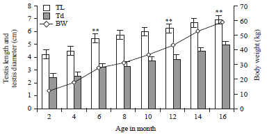 Image for - Testicular Parameters and Scrotal Measurements in Relation to Age and Body Weight in Growing Naemi-Rams