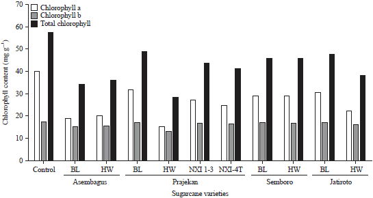 Image for - Monitoring Sugarcane mosaic virus (SCMV) on Recent Sugarcane Varieties in East Java, Indonesia