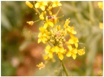 Image for - Crop Hosts and Pollination Potential of the Red Dwarf Honey Bee (Apis florea F.) in the Semi-arid Environment of North West India