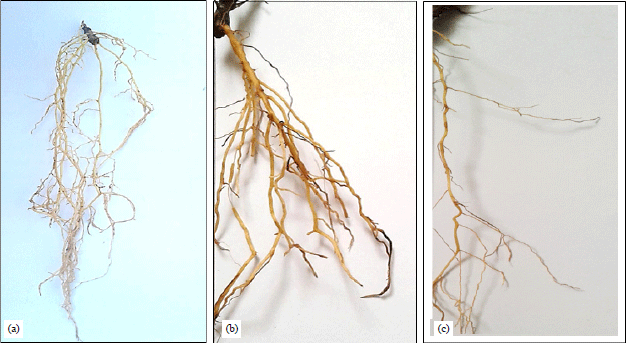 Image for - Effect of Soil Texture on Stachys multicaulis Benth's Root System Architecture under Drought and Salinity Stress