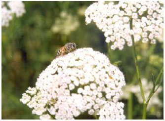 Image for - Crop Hosts and Pollination Potential of the Red Dwarf Honey Bee (Apis florea F.) in the Semi-arid Environment of North West India