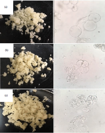 Image for - A High Potential of Kaempferia parviflora Cell Culture for Phenolics and Flavonoids Production