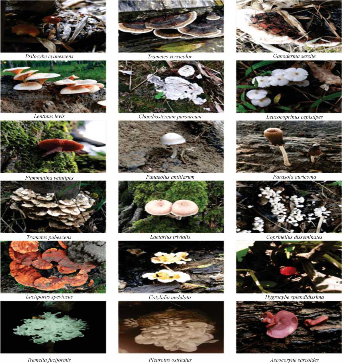Image for - Proximate Analysis and Ecological Niche Modeling of Macrofungi in Ecologically Significant North-East India