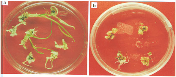Image for - Tissue Culture response of Local Varieties of Rice (Oryza sativa L.) of NWFP