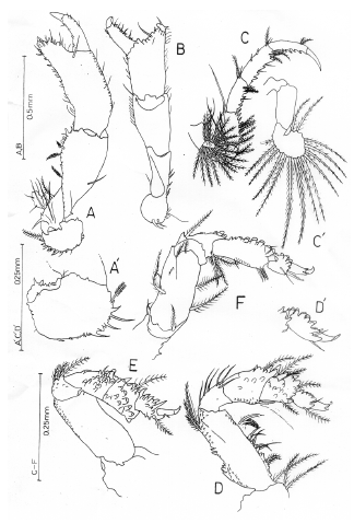 Image for - Pagurapseudes setulosa, a new species of Apseudomorpha (Crustacea, Tanaidacea) from Pakistan