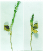 Image for - Mechanism of "Seed to Seedling Infection" by Ascochyta rabiei (Pass.) Lab. In Chickpea