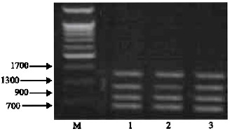 Image for - Analysis of Genetic Polymorphisms in the Egyptian Goats CSN1S2 Using Polymerase Chain Reaction