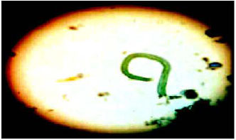 Image for - Persistent of Nematode Parasite in Presence of Heavy Metals Found in Edible Herbivorous Fishes of Arabian Sea