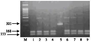 Image for - Analysis of Genetic Polymorphisms in the Egyptian Goats CSN1S2 Using Polymerase Chain Reaction