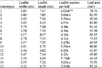 Image for - Comparison of Leaf and Stomatal Characteristics in Faba Bean (Vicia faba L.)
