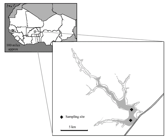 Image for - Diversity, Abundance and Seasonal Dynamic of Zooplankton Community in a South-Saharan Reservoir (Burkina Faso)