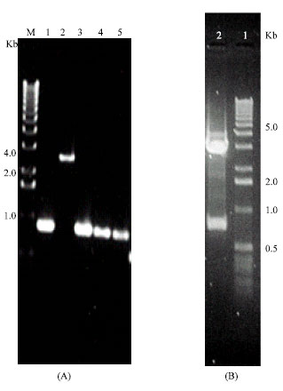 Image for - Molecular Characterization and Immunogentic Properties of a Group 3 Membrane Protein Isolated from B. abortus Infection