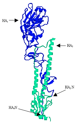 Image for - Structure of the Sialic Acid Binding Site in Influenza A Virus: Hemagglutinin
