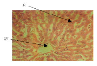 Image for - Histopathological Effect of Piper guineese Extract on Wistar Rats