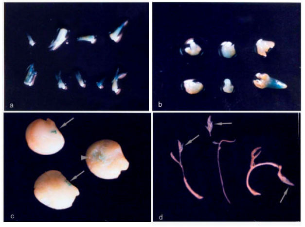 Image for - Differential Response of Cajanus cajan Varieties to Transformation with Different Strains of Agrobacterium