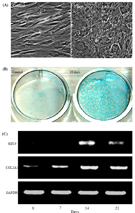 Image for - Gene Expression Changes During the Chondrogenic Differentiation of Human Mesenchymal Stem Cells