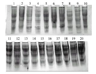 Image for - Characterization of Infraspecific Electrophoretic Genetic Variation within Vicia sativa Subspecies sativa Population