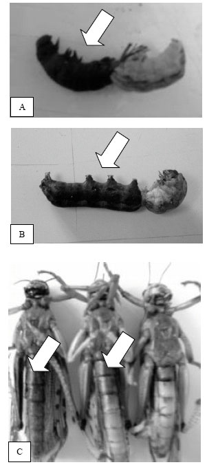 Image for - Histological Effects of Cestrum Parqui Saponins on Schistocerca gregaria and Spodoptera Littoralis