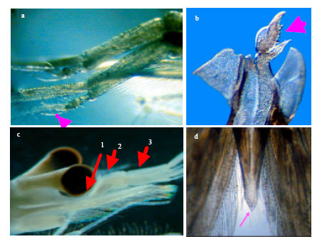 Image for - New Distribution Records of Sergestid Shrimp, Acetes intermedius (Decapoda: Sergestidae) from Peninsular Malaysia with Notes on its Population Characteristics