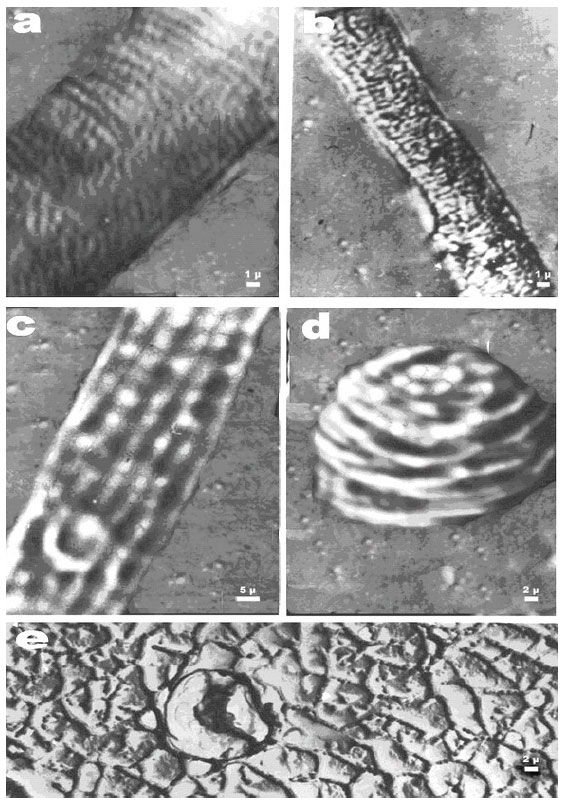 Image for - Growth Features and Structure of a Living Cotton Hairs