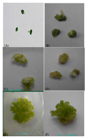 Image for - Qualitative and Quantitative Evaluation of Proteins During Different Stages of Somatic Embryogenesis from Leaf Explant in Hyoscyamus niger L.