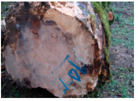 Image for - Impregnation of Beech, Maple, Alder and Lime Under Different Treatments of Extractives and Fungal Attack
