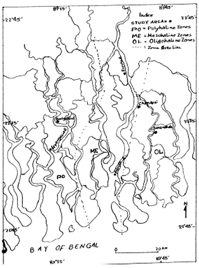 Image for - Floristic Condition and Species Distribution in Sundarban Mangrove Forest Community, Bangladesh